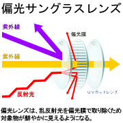 普通のサングラスと偏光サングラスの違い